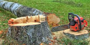 Peralta, NM Tree Services Company