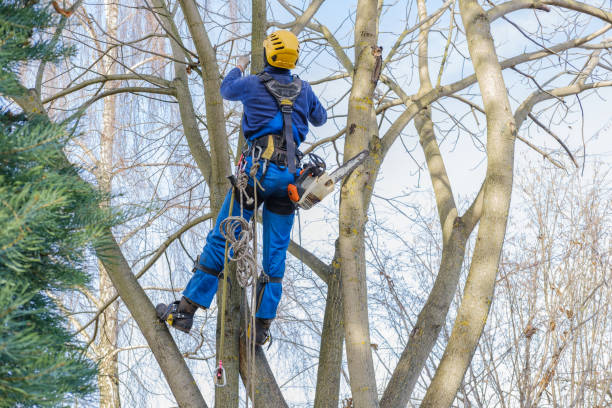 How Our Tree Care Process Works  in  Peralta, NM
